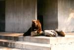 Braunbr im Duisburger Zoo -  man geht es mir doch heute gut 