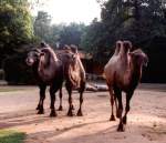 Kamele im Krefelder Zoo -  bleib doch mal stehn der will nen Bild von uns machen 