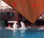 Tierpark - Walarium (Beluga) im Zoo Duisburg, ein Bild aus vergangenen Tagen, denn die Wale sind seit Sommer 2004 nach San Diego (USA) ins dortige Sea World geflogen, wo sie in artgerechteren Becken, zusammen mit Artgenossen, ihren Lebensabend verbringen sollen.