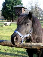 Dieses Pony im Eilenburger hat einen ausgeprgten Appetit auf Jacken, 24.02.08