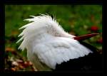 Wenn Eros uns den Kopf verdreht - Klapperstorch/Weistorch (Ciconia ciconia) - Fotografiert im Kaisergarten Oberhausen