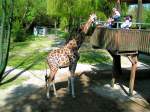  Hast mal was Gutes  scheint die Giraffe die Leute anzubetteln, Zoo-Schmiding; 080504