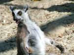 Katta beim Sonnenbaden im Zoo-Schmiding; 080504 