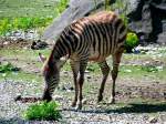 Grantzebra in der  Afrikanischen Steppe  im Zoo-Schmiding; 080504
