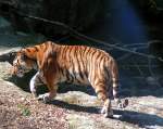 Sibirischer Tiger sucht sich ein ruhiges  Platzerl  in seinem Gehege im Zoo-Schmiding; 080504