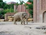 Einer der Elefanten im Leipziger Zoo, 28.06.08