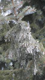 Eisformationen an einem Fichtenbaum.(3.2.2013)