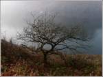 - Nebel - Herbstlicher Baum am Rand des Stausee der Obersauer zwischen Liefrange und Bavigne.