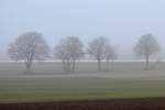 Baumreihe im Morgennebel bei Euskirchen - 01.03.2012