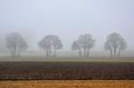 Bume im Morgennebel bei Euskirchen - 01.03.2012