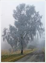 Eine verzauberte Birke im Nebel auf den Höhen des Westerwaldes...(Bei Nisterberg, Landkreis Altenkirchen am 13.12.2013). 
Bedingt durch Nebel und kalte Temperaturen, gefrieren die Nebeltröpfchen auf den Bäumen und verzaubern diese.
