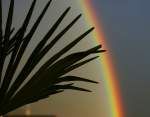 Eine Palme unter einem Regenbogen  (15.08.2010)