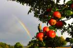 Regenbogen und reife Äpfel am  Weinberg  bei Bischwind a.R., aufgenommen am 1.10.2014