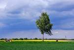 Baum, Felder und dstere Wolken bei Euskirchen-Flamersheim - 04.05.2012