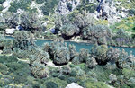 Der Palmenhain von Preveli auf Kreta. Bild vom Dia. Aufnahme: April 1999.