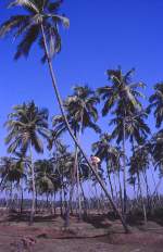 Kokospalmen am Candolim Beach in Goa.