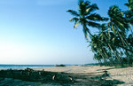 Kokospalmen am Baga Beach in Goa. Bild vom Dia. Aufnahme: November 1988.
