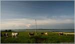 Weiden an der Galway Bay in der Nhe von Muckinish (N67 zwischen Ballyvaughan und Kinvarra), Irland Co.