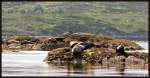 Robben-Kolonie in der Bantry Bay bei Glengariff, County Cork