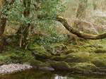 Ein kleiner Fluss schlngelt sich am Wanderweg entlang. (Naturreservat)