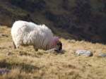 Auf den Grasflchen findet man berall Schafe.
