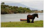 Nicht mein Haus, nicht mein Boot, nicht mein Pferd... Idylle am Ring of Beara, Irland County Cork.