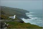 Skeptisch schaut die Mwe auf das eingetroffene Unwetter bei Slea Head.