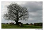 Schattenspender - Kuhweide bei Shannonbridge, Irland County Offaly