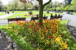 Blumenpracht im Dubliner Stadtpark St.