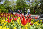 Blumenpracht im Dubliner Stadtpark St. Stephen's Green. Aufnahme: 10. Mai 2018.