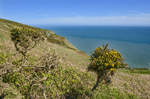 Der Cliffwalk von Howth - Vom östlichen Ende des Hafens aus führt die Balscadden Road direkt zum Cliffwalk (auch Bog of Frogs Walking Loop genannt). Hier wandert man zuerst den Berg hinauf und dann geht es oben an den Klippen entlang weiter Richtung Leuchtturm. Aufnahme: 12. Mai 2018.