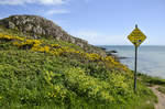 Schilld vor »Sheep Hole« am Howth Cliff Walk östlich von Dublin.