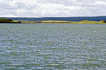 Mývatn (»Mückensee«). Der See hat seinen Namen von den im Sommer teilweise sehr großen Mückenschwärmen, die jedoch Grundlage für den beachtlichen Fischreichtum und die vielfältige Entenpopulation sind. Bild vom Dia. Aufnahme: August 1995.