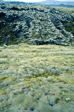 Isländische Moslandschaft in Reykjanesfólkvangur.