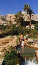 Eine Oase nördlich von Jericho  in den Palästinensischen Autonomiegebieten am Westufer des Jordan. Im Hintergrund der Berg der Versuchung, Schauplatz vieler Erzählungen aus der Bibel. Aufnahme: Januar 1987 (digitalisiertes Negativfoto).