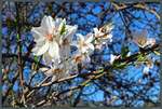 Mandelblüten auf Lipari. (21.02.2024)