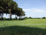 Getreidefelder bei Regolelli, Latium (24.05.2022)