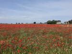 Mohnfelder bei Civita Castellana, Latium (24.05.2022)