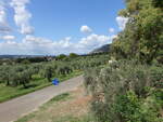 Olivenhaine am Monte Lepini an der Abbazia di Valvisciolo, Sermoneta (20.09.2022)