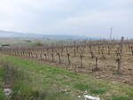Weinberge bei Sant Angelo di Celle, Umbrien (27.03.2022)