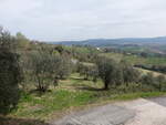 Olivenhaine bei Otricoli, Umbrien (28.03.2022)