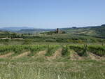 Weinberge bei Castel Viscardo, Umbrien (21.05.2022)