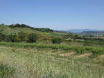 Weinberge und Olivenhaine bei Castel Viscardo (21.05.2022)