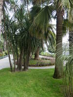 Palmen im Schloßpark auf der Isola Madre, Lago Maggiore (06.10.2019)