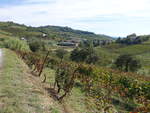 Weinberge bei Nizza Monferrato, Provinz Asti (02.10.2018)