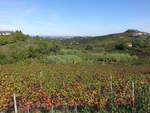 Weinberge bei Nizza Monferrato, Provinz Asti (02.10.2018)