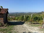 Weinberge bei Albugnano im Moferrato Gebiet, Piemont (04.10.2018)