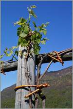 Rebbaukultur im Valle Vigezzo bei Trontano.