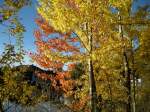 Die wunderbare Laubfrbung der Espen am 30.10.2011 in Sdtirol am Ritten.