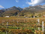 Weinberge bei Tramin an der Weinstraße (27.10.2017)